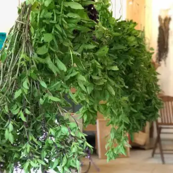 Beautiful Basil! How to Dry & Store Your Yield!