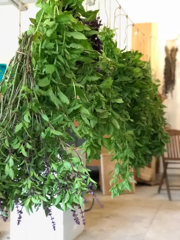 How To Dry Basil! - It's My Sustainable Life