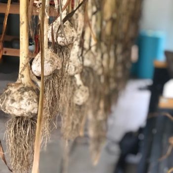 Hanging Garlic Bulbs