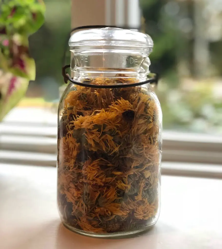 Calendula