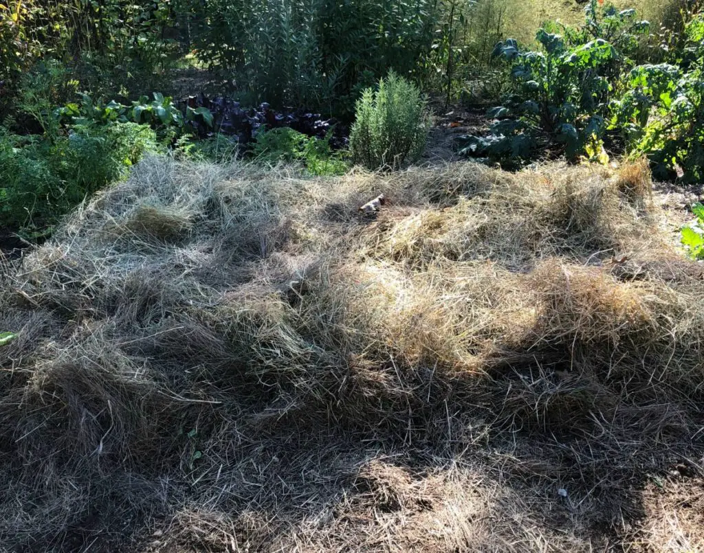 Garlic Planting