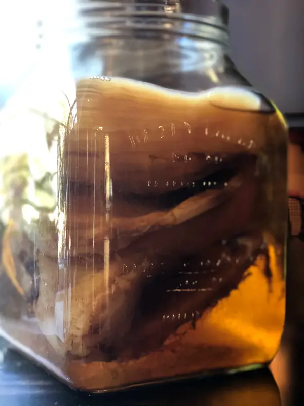 Kombucha Kraziness! How To Make With The Continuous Brew Method