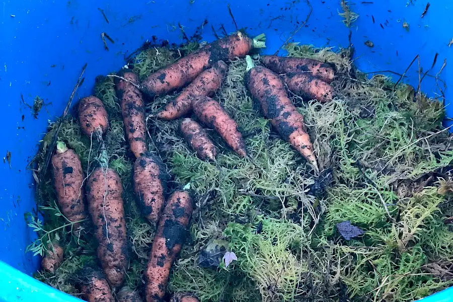 How To Store Your Garden Carrots For Fresh Eating All Winter