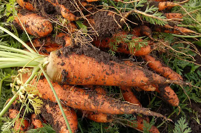 How To Store Your Garden Carrots For Fresh Eating All Winter