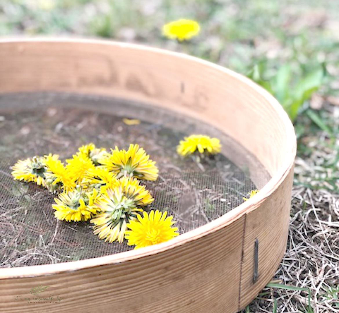 how-to-make-dandelion-salve-simple-mom-review-dandelion-salve