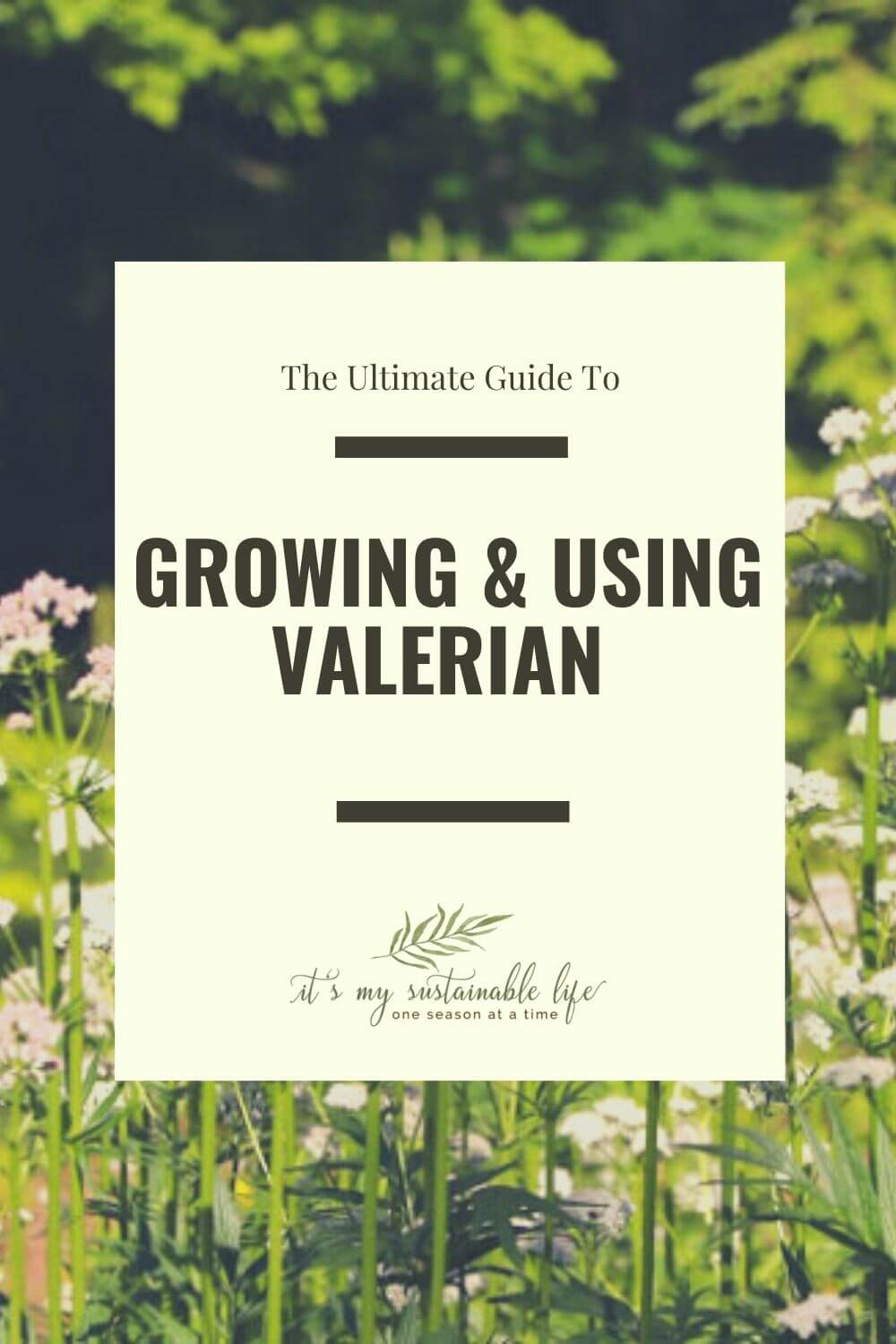 How To Grow & Use Valerian