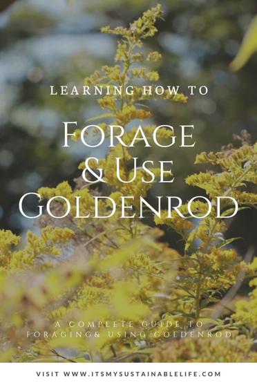 Goldenrod Foraging and Natural Dyeing Workshop with Julia Rose Sutherland -  The Bentway