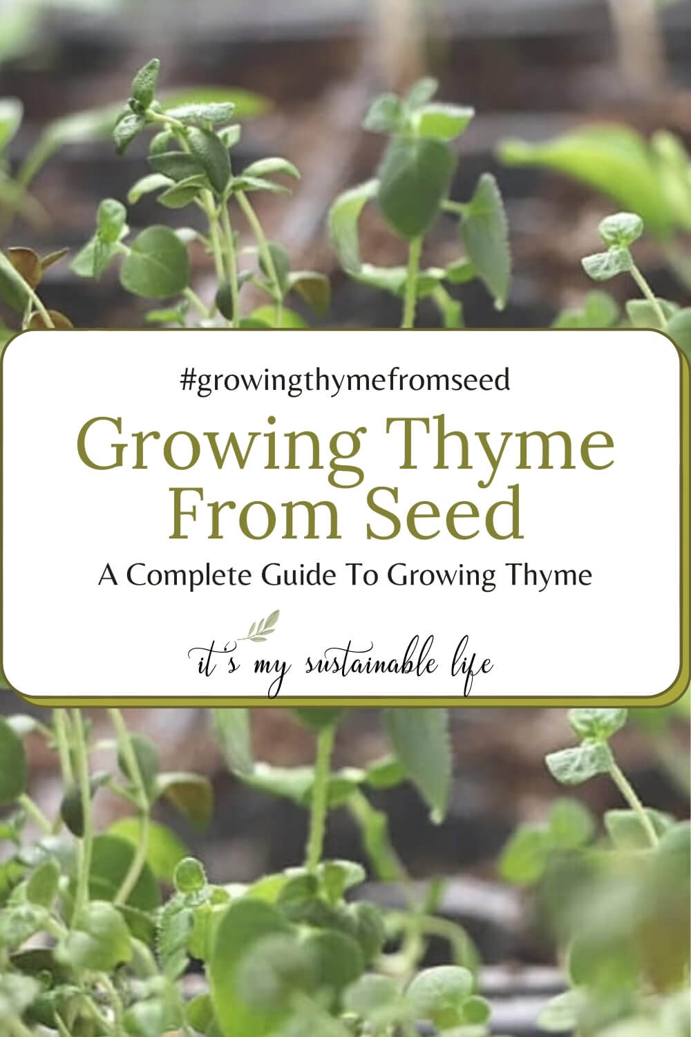 propagating thyme