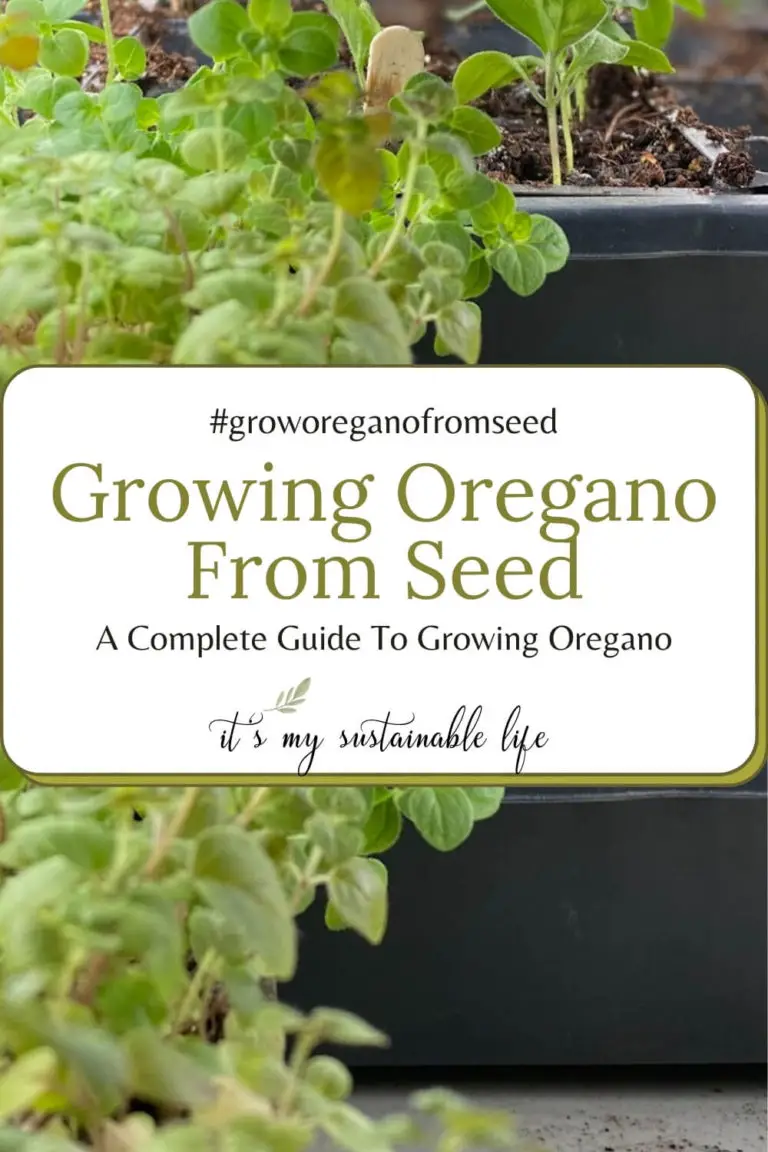 How To Grow Oregano From Seed - It's My Sustainable Life