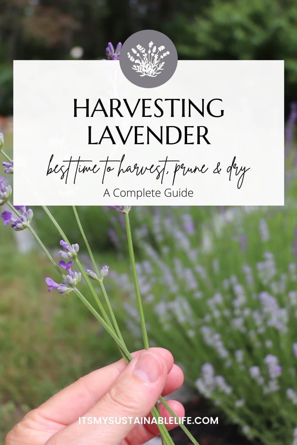 Harvesting Lavender - Best Time To Harvest, Prune & Dry - It's My ...