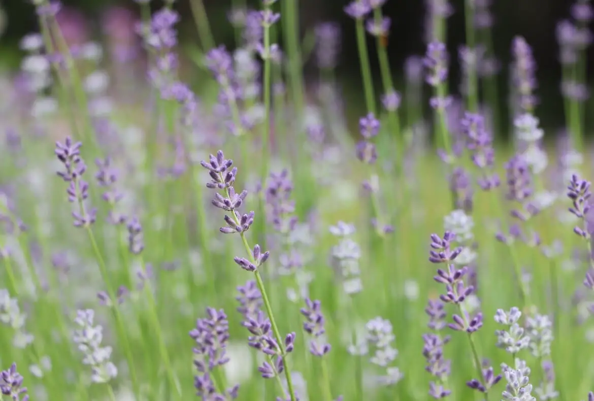 What To Do With Dried Lavender This Harvest Season