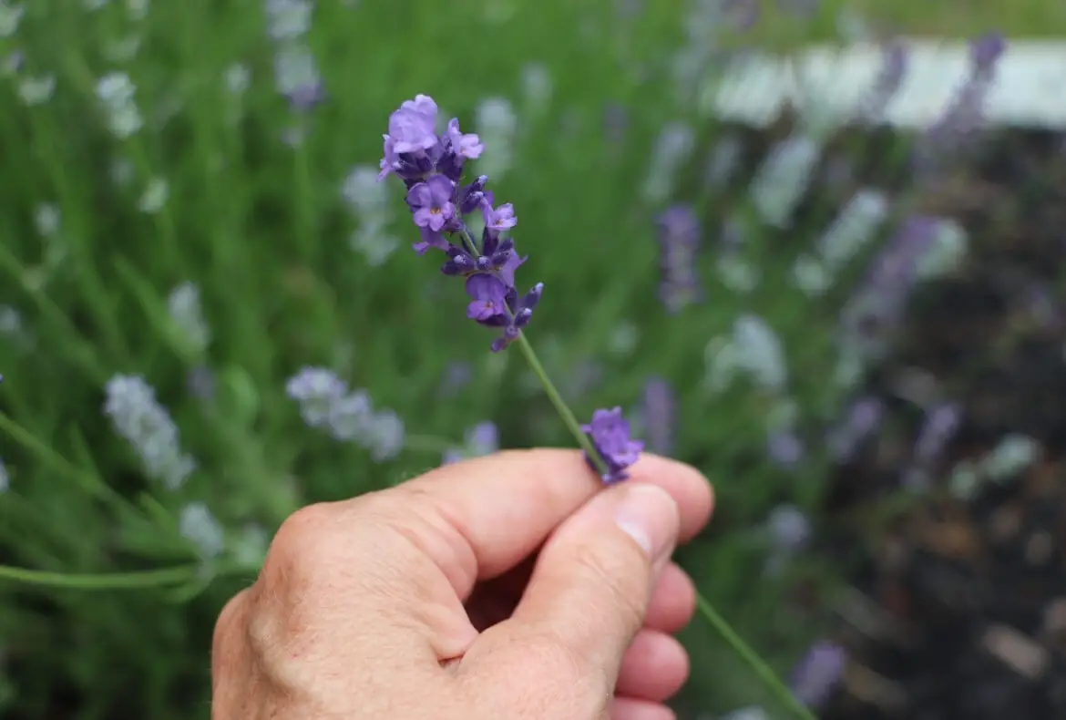 Is this culinary lavender or the non-edible kind? I need the kind to make  tea/cakes with. The whole plant smells wonderful and the tag just says  lavender : r/herbs