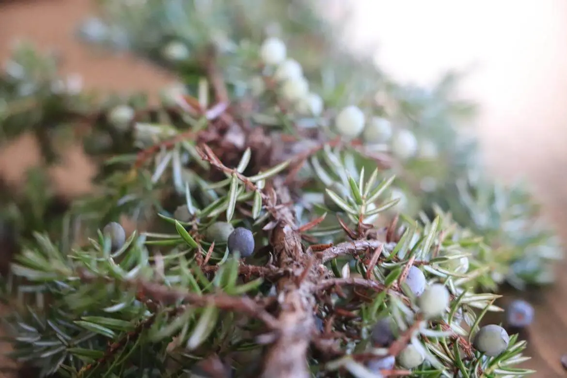 French Juniper Berries Absolute from
