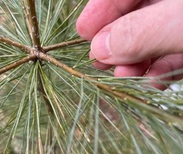 The Benefits of Pine Needle Tea and How to Make It - Steeped Street